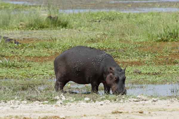 68 - Kenia - Hipopotamo - parque nacional de Amboseli